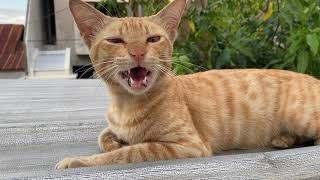 Kucing orange di atap | Cat on rooftop | 屋上の猫 by Kucing Kampoeng 飼い猫 10 views 2 years ago 47 seconds