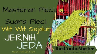 Masteran Pleci Wit Wit Sejalur Tempo Lambat Mudah Ditiru | Jernih