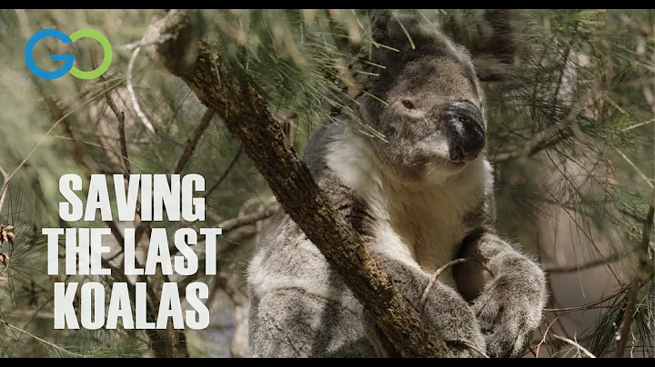 Saving the Last Koalas