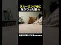 かわいすぎるwww #猫 #ニャンコ #猫のいる暮らし #動物 #バズ #shorts #animals #cat #buzz