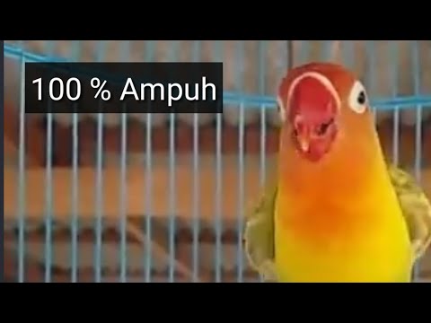 terbongkar !!! suara burung lovebird saat kawin 