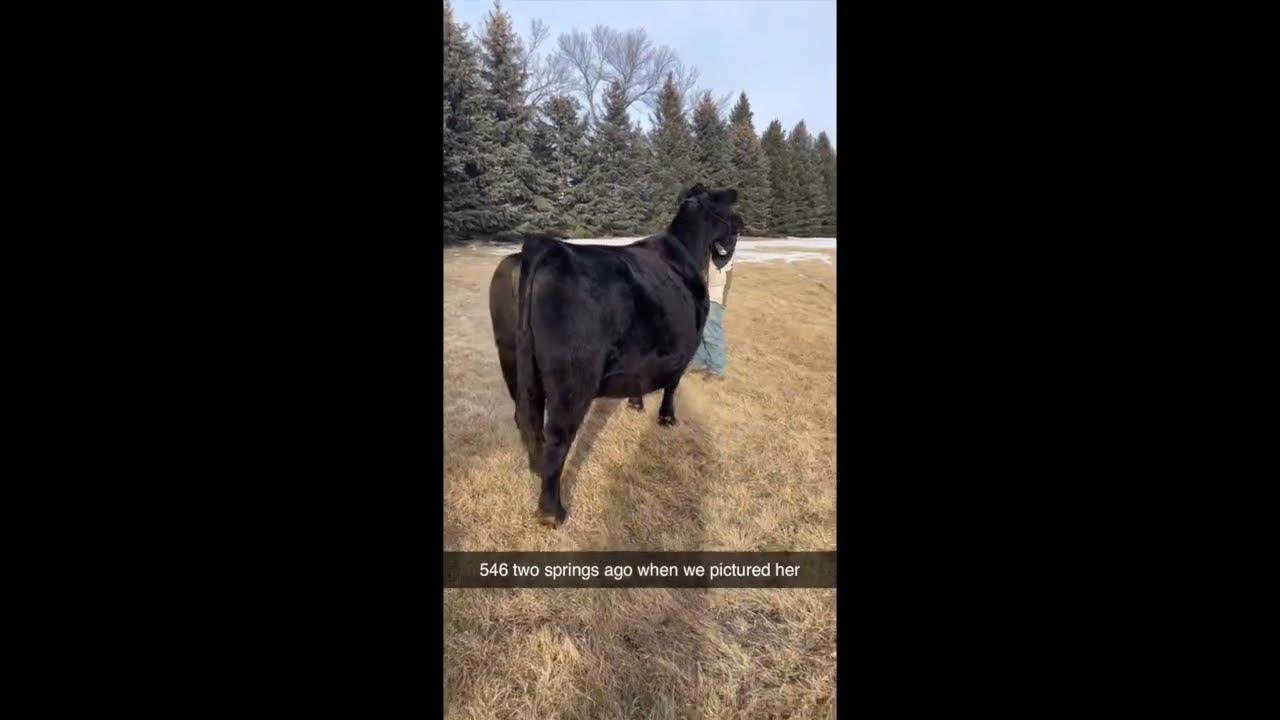 Cribbs Cattle The Direction Sale V.2 Lot 1 YouTube