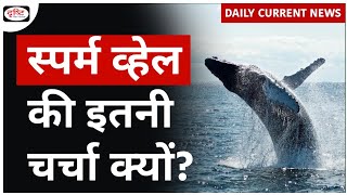 Sperm Whale | UPSC | Daily Current News | Drishti IAS