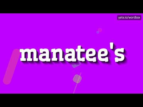 Video: Manatee-ը բարեսիրտ ծովային կով է