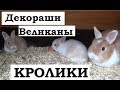 Что делают кролики и крольчата? Декоративные кролики и кролики великаны.