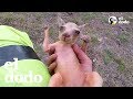 Motociclista rescata canguro bebé | El Dodo