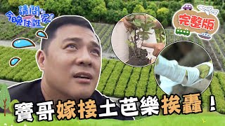 【彰化】打工王竇哥狂凸槌！翻炒大鍋菜竟讓鍋鏟斷頭！嫁接土芭樂折斷枝幹挨轟;不是說很會！📌北斗【請問 今晚住誰家】20230724 EP787 竇智孔 黃鐙輝 Junior