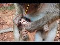 Mom tears her baby mouth so hurt, Pitiful small baby monkey was tear mouth by mommy