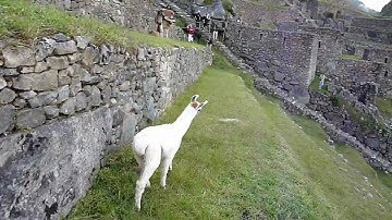 The Great Llama Chase- Machu Picchu
