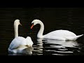 Лебеді лебеді вірна любов Лірична пісня про найвищу форму любові яку символізують лебеді