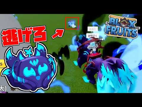 Blox Fruits] Playing tag using the 'Kit' fruit was way too much
