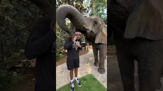 Wild Elephant Tries To Prank Me! #shorts