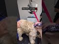 Don't let your dog suffer in silence! #dogshorts #shortcourses #grooming #shorts #pets #dogcare