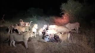 Lion Pride Bring Down A Zebra