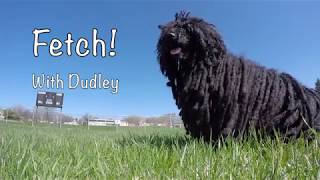 Hungarian Puli • Fetch with Dudley by The Puli 316 views 4 years ago 1 minute