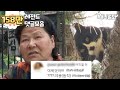 10m 나무 위 고양이와 할벤저스_댓글모음ㅣCat on 10M Tree &amp; Grandma Avengers_comments compilation