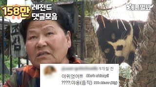 10m 나무 위 고양이와 할벤저스_댓글모음ㅣCat on 10M Tree & Grandma Avengers_comments compilation