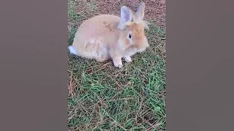 Wife making friends with Fluff