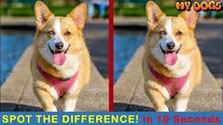 Find The Difference Dog | Spot The Difference | Can You Find All Difference In 10S? PT.4 screenshot 3