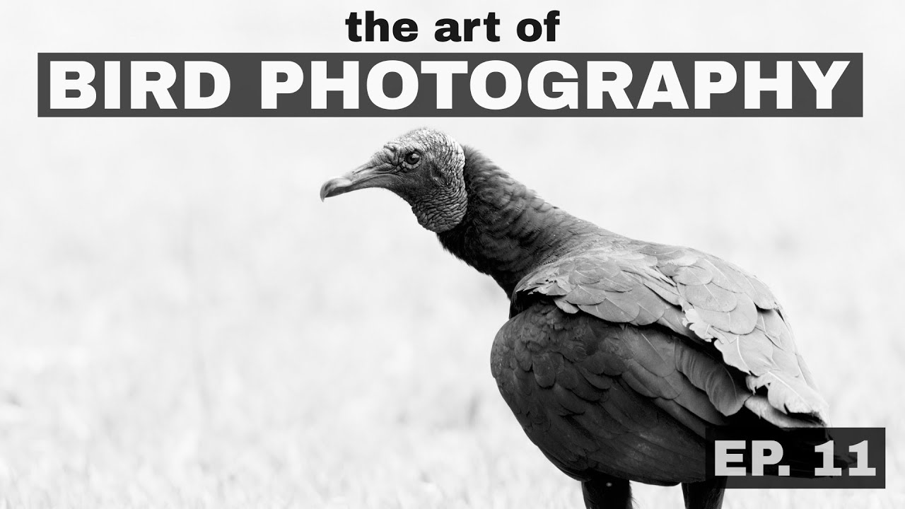 Removing unnatural elements? The Art of Bird Photography (Episode 11)