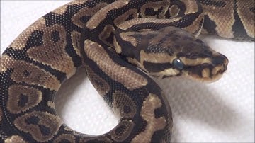 2019 1 Male Spot Nose Dbl het VPI Ax Clown Ball Python