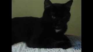 Miles Takes A Bath.AVI