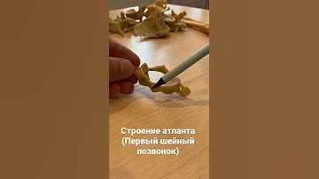 Строение атланта - первого шейного позвонка