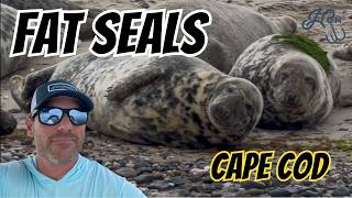 Huge Colony of Seals on Cape Cod #oceanlife 