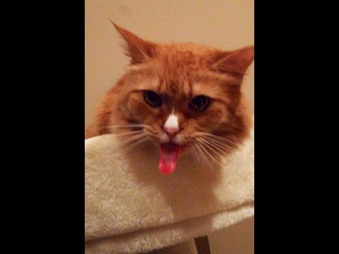 Cat "Licks" the Sound of Tape (ORIGINAL)