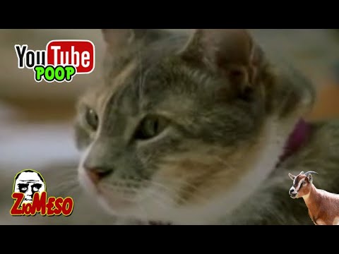 YTP ITA : Il Mio Amico Gatto Soffre Di Stitichezza
