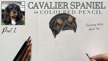 How to draw a Cavalier King Charles Spaniel - Coloured Pencil Tutorial - shiny black fur