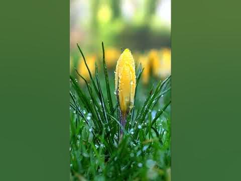 "СОЛНЕЧНЫЙ ДОЖДЬ" - ep 1, #ПавелРужицкий - YouTube