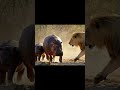 The hippo mother scolds the lion