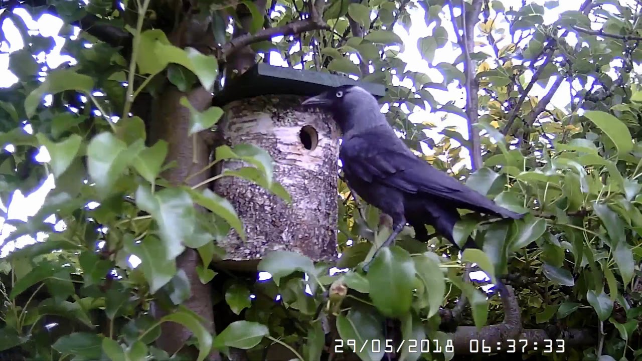 hedgehog meaning in hindi Jackdaw shows an interest in our Blue Tit Chicks