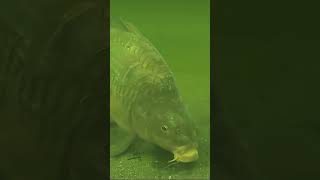 Happp… happppp… i karp połyka haczyk… próbuje się go pozbyć… i odpływa .. siedzi .. #fishing #carp