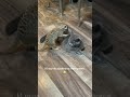 Делаем массаж😹😹😹#shorts #funny #cat #котики #котики #gatos #cute #shortvideo