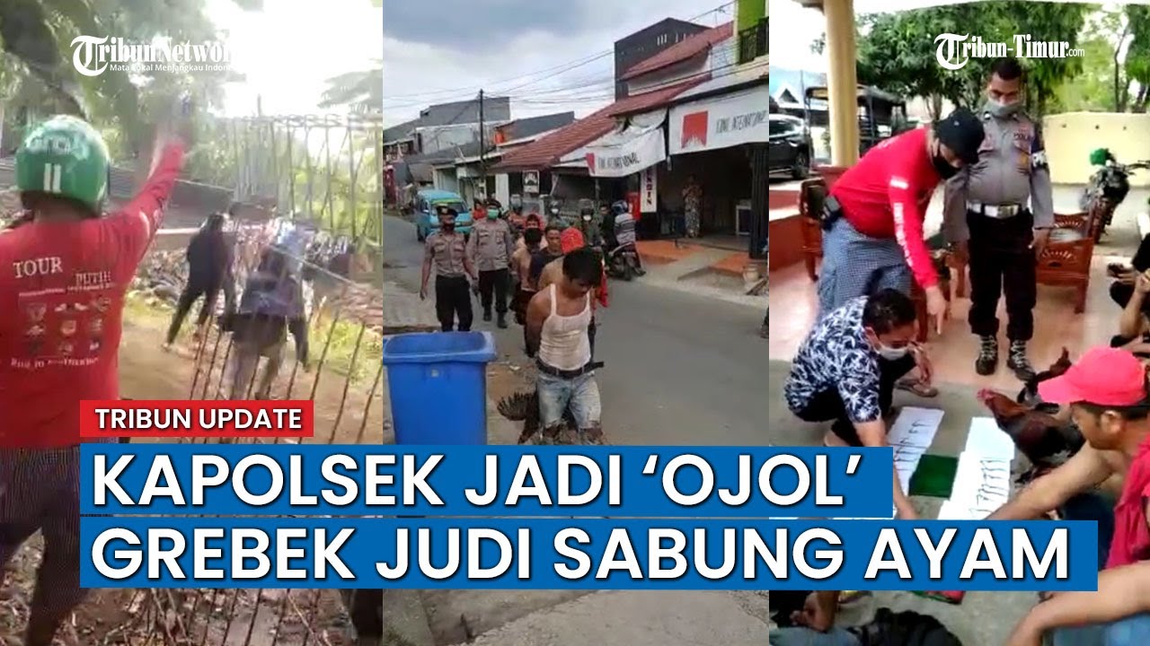 Detik-detik Kapolsek Nyamar Jadi Ojol Tangkap Pelaku Sabung Ayam di Makassar