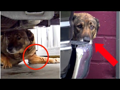 Βίντεο: Cool Treats για τα ζεστά σκυλιά