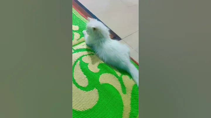 Watch the video about Persian cat for sale comment for details #newsong #persiancat #catvideos #catsforsale #catlovers