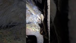 Newborn Leverets Brown Hare