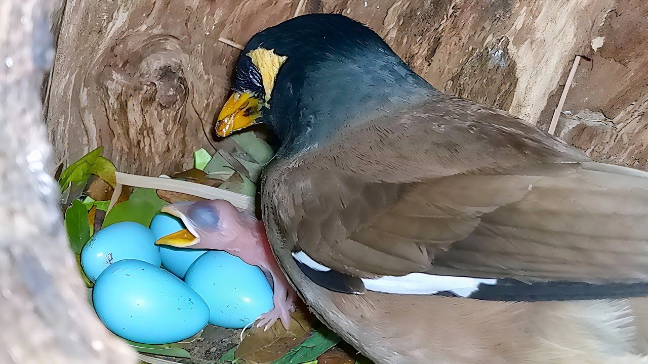 One myna baby born is very hungry myna mom feeding baby ...