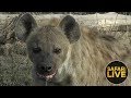 safariLIVE - Sunrise Safari - December 2, 2018