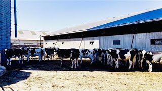 مزارع الابقار في امريكا وانتاج الحليب