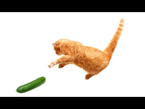 cats-vs-cucumbers-compilation-😂😁😸😹