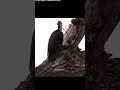 Woodpeckers peck—no brain damage. #shorts #ytshorts