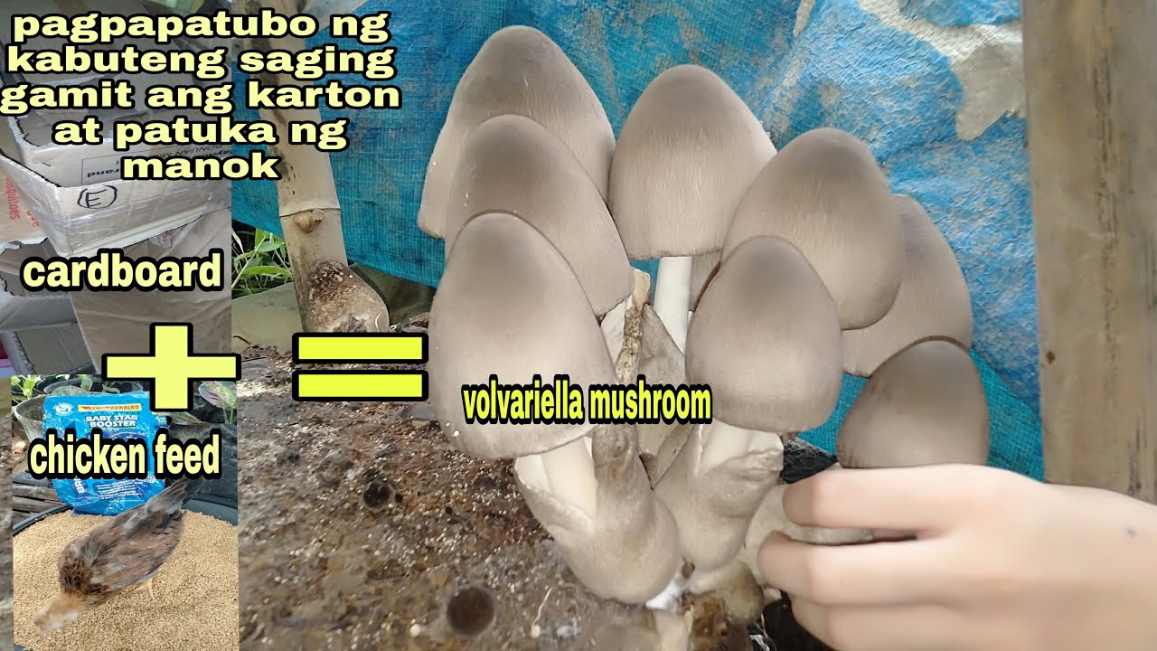 what?Chicken feeds and cardboard for growing volvariella mushroom..must watch!
