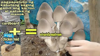 what?Chicken feeds and cardboard for growing volvariella mushroom..must watch!