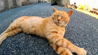 道端でノンビリ寝ている猫たちを撫でて廻る