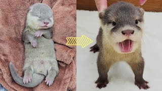 4 siblings of baby otters 1~60Days growth record