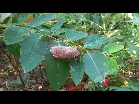 Video Ve vẻ vè ve, mùa hè lá lốt | Con ve sầu báo hiệu mùa... - youtube